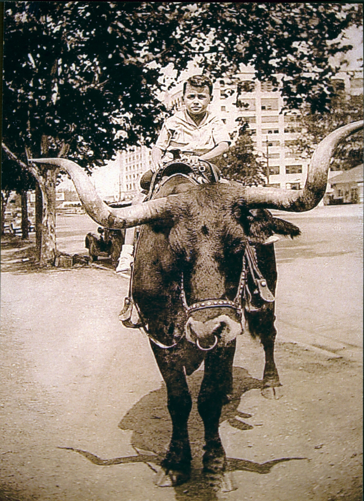 Robert Clark, age seven, on the back of a longhorn steer at the Frontier Centennial Exposition, Fort Worth, Texas, 1936